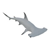 Animated Hammerhead Shark (02)