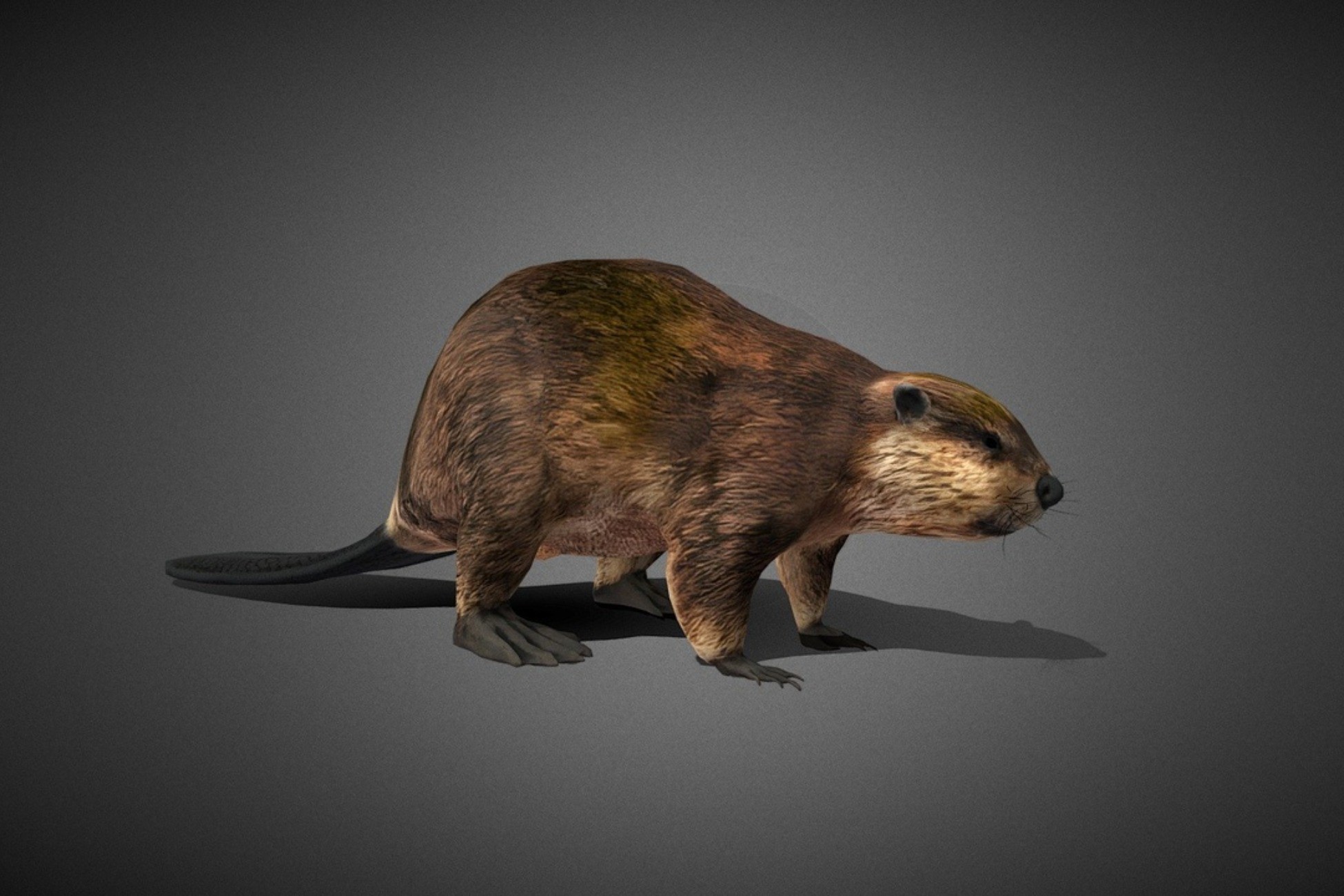 Beaver 3D Model by WINDIE Games