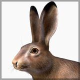 Hare - Male