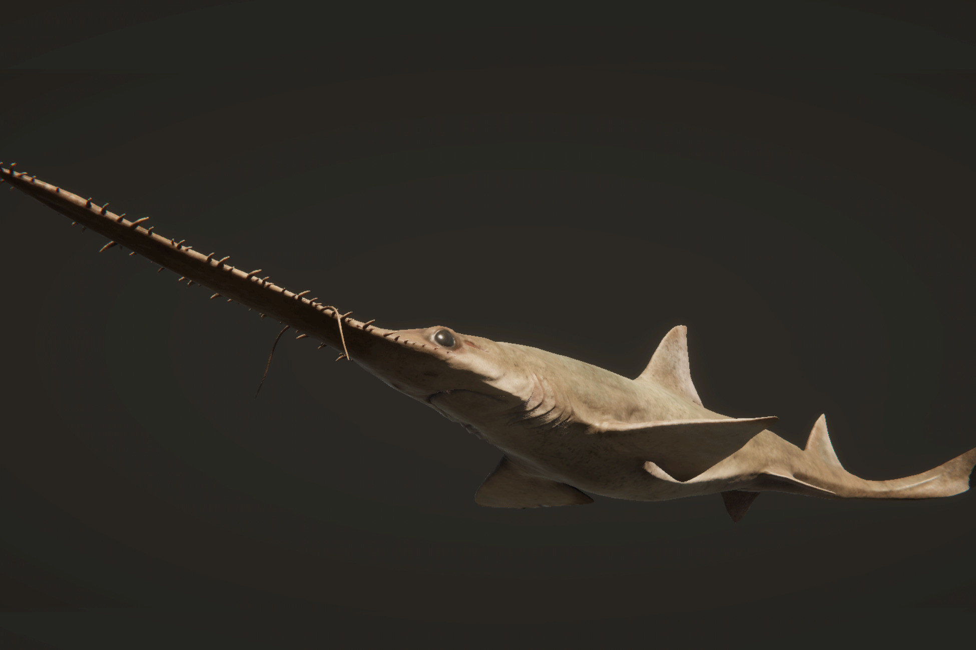 Saw Shark | Characters | Unity Asset Store