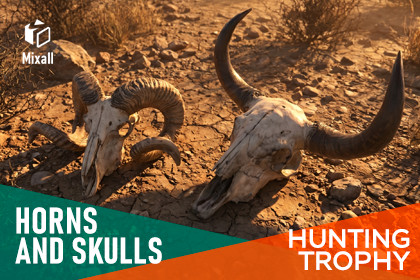 Horns and Skulls – Hunting Trophy