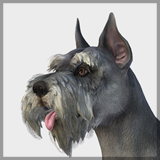 Dog - Schnauzer