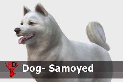 Dog - Samoyed