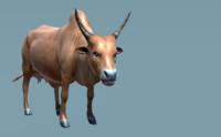 Domestic Animal - Indian Cow