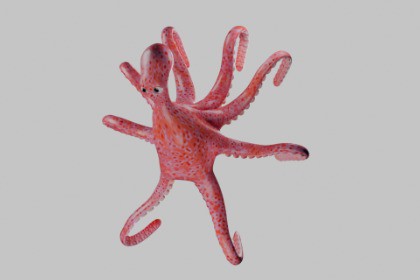 Octopus Animated