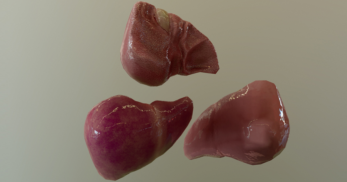 Human Liver | 3D Props | Unity Asset Store
