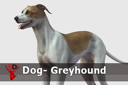 Dog -- Greyhound