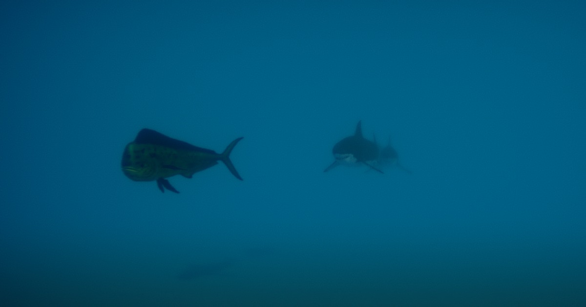 FAI - Fish AI & Flocks | Behavior AI | Unity Asset Store