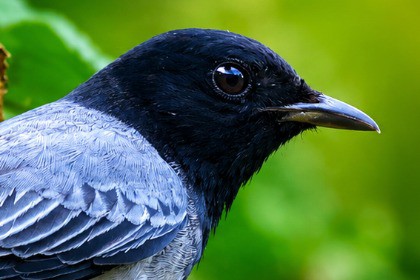 Pradatta Birds Sounds