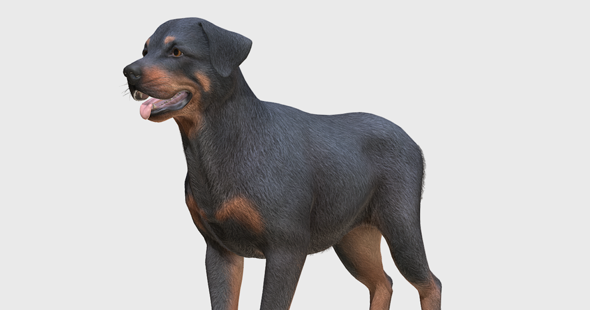 Opensim Rottweiler Dog -- Rottweiler | Characters | Unity Asset Store