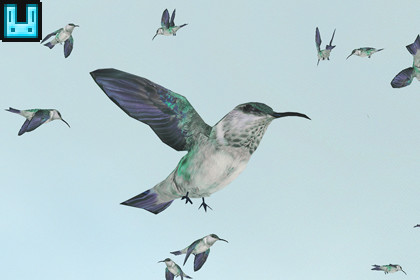 Bird Flock Hummingbird 2026