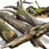 Mountain Forest Trunks and Roots