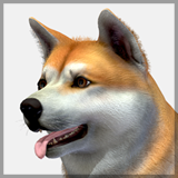 Dog - Akita Inu