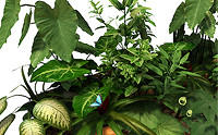 Green Stash - Mesh Plants