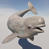 Beluga Whale with Spline System