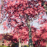 Mobile Tree Bundle 2 (for URP)