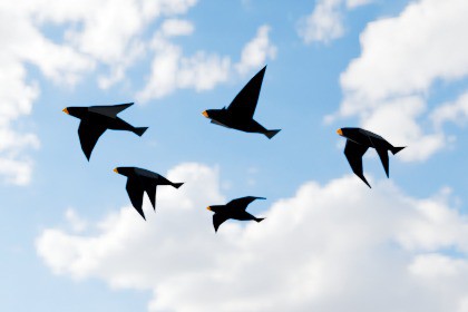 Bird