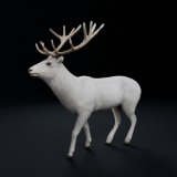 White Deer Stag – Rigged & Animated