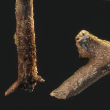 Tree Debris Scans - Branches, sticks and trunks
