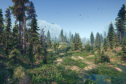 Spruce Forest