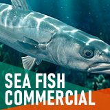 Commercial sea fish - large pack