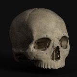 Realistic Human Skull