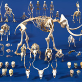 Ultimate Skeleton and Skull Pack. Game-ready low-poly assets