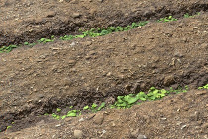 Farm Terrain Textures