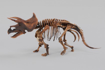 Animated triceratops skeleton