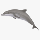 Bottlenose Dolphin (Animated)