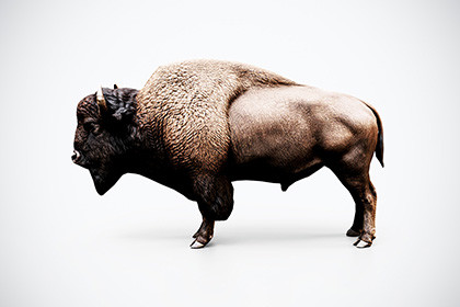 American Bison – Game-Ready 3D Model