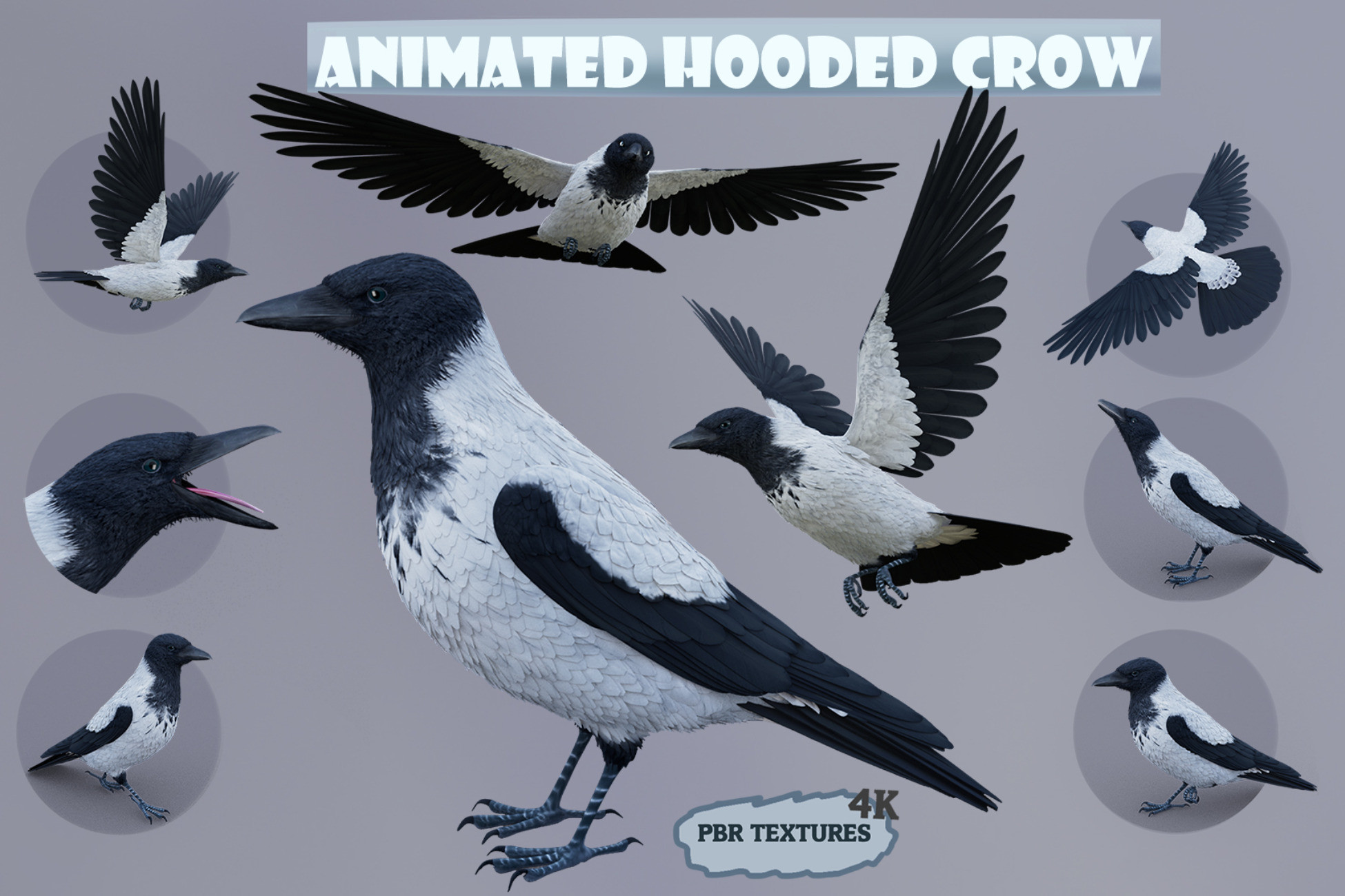 Realistic Animated Hooded Crow | キャラクター | Unity Asset Store