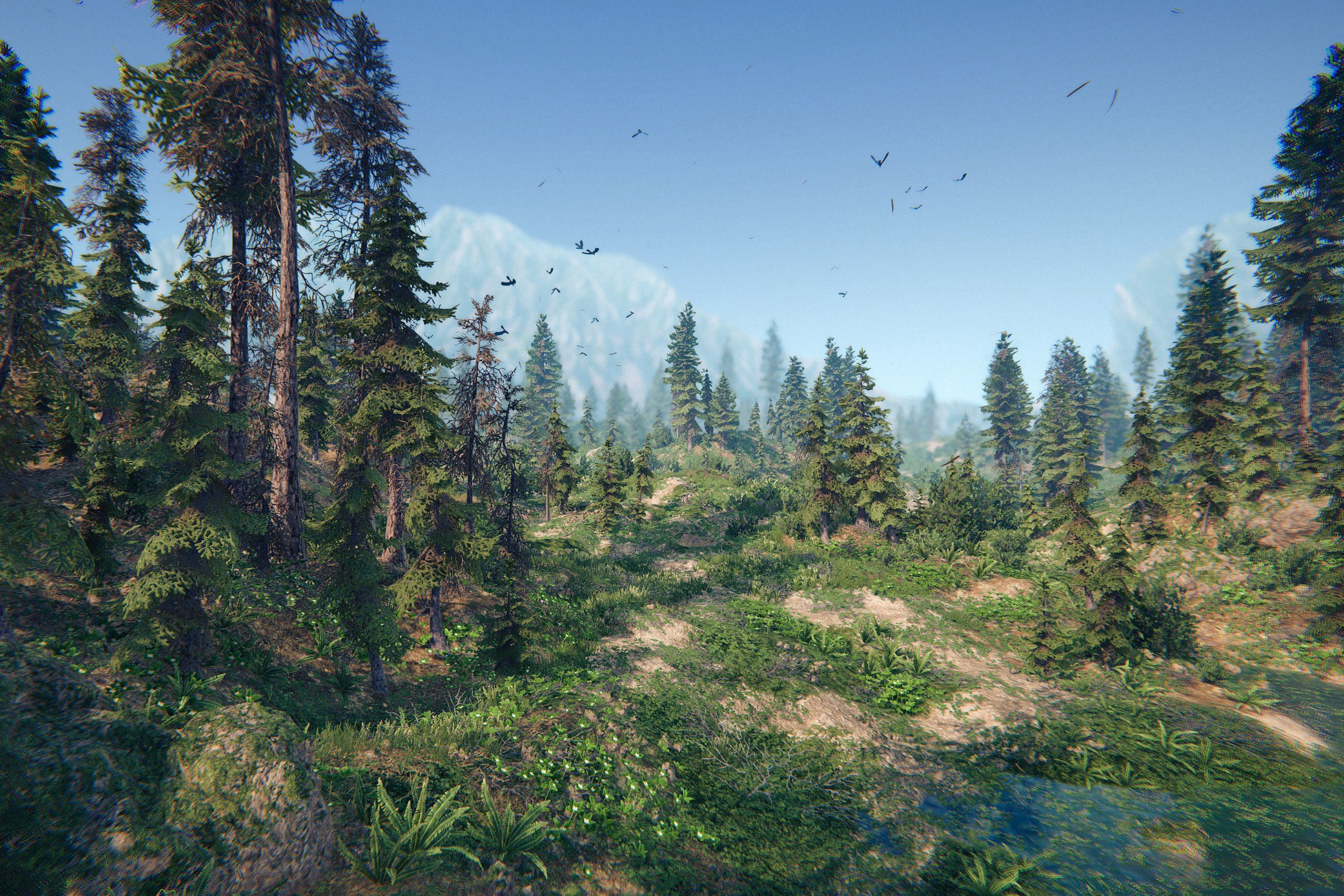 Spruce Forest