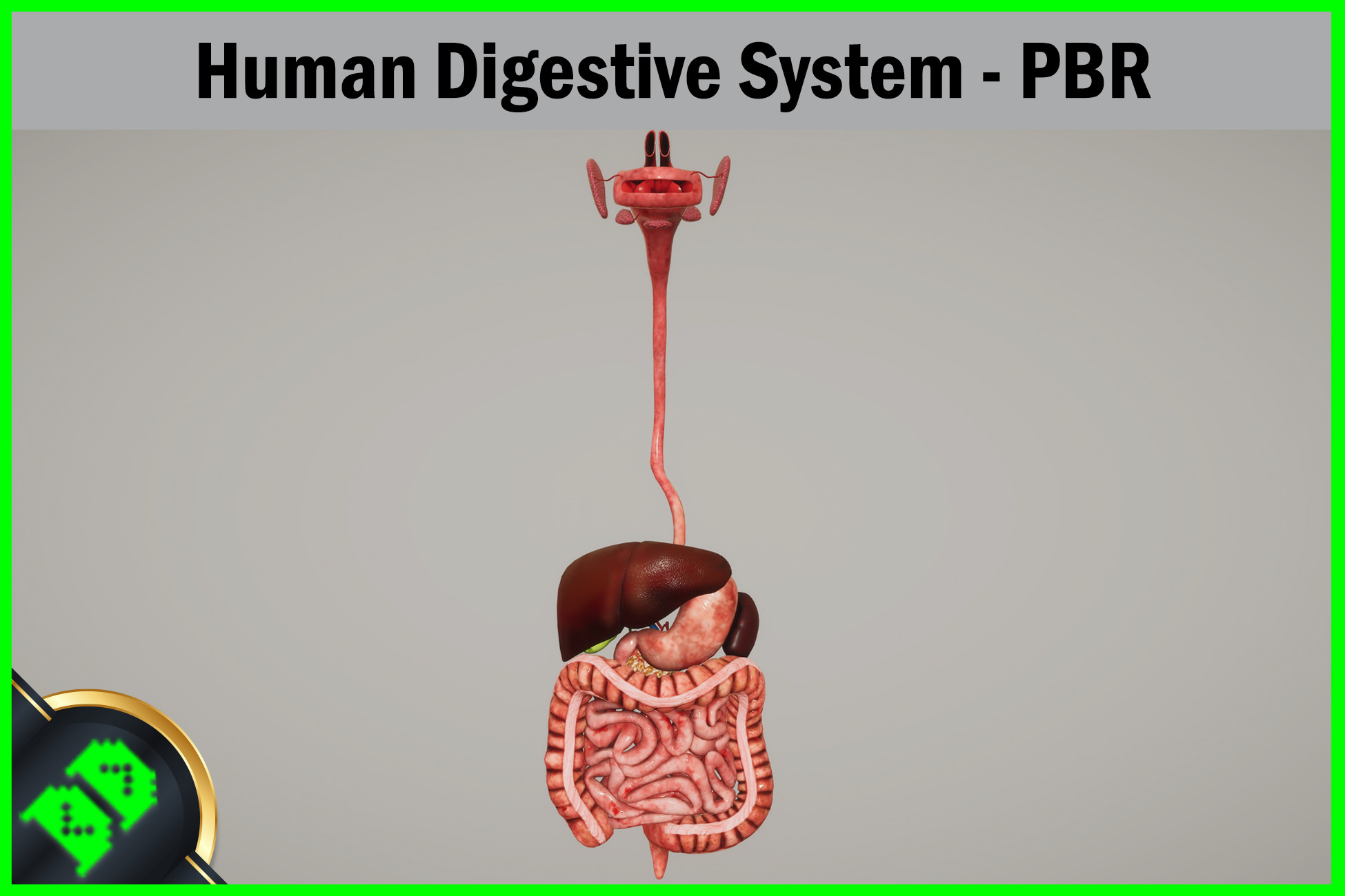 Human Digestive System - PBR | 3D 人形角色 | Unity Asset Store