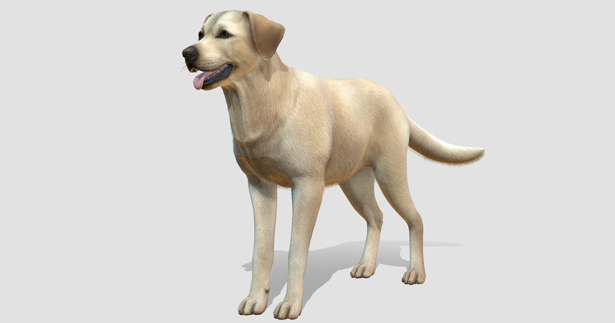 Dog - Labrador | 3D Animals | Unity Asset Store
