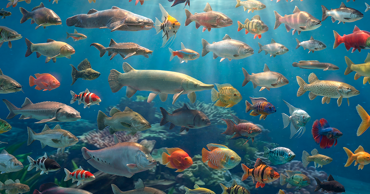 120 River fish - Full pack