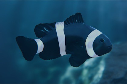 Clownfish Black Ocellaris
