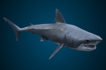 Animated Shark (03)