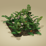 Wild Harvest: Root Vegetables