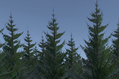 Semi-Stylised Spruces