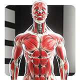 Human Male Anatomy