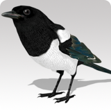 Magpie