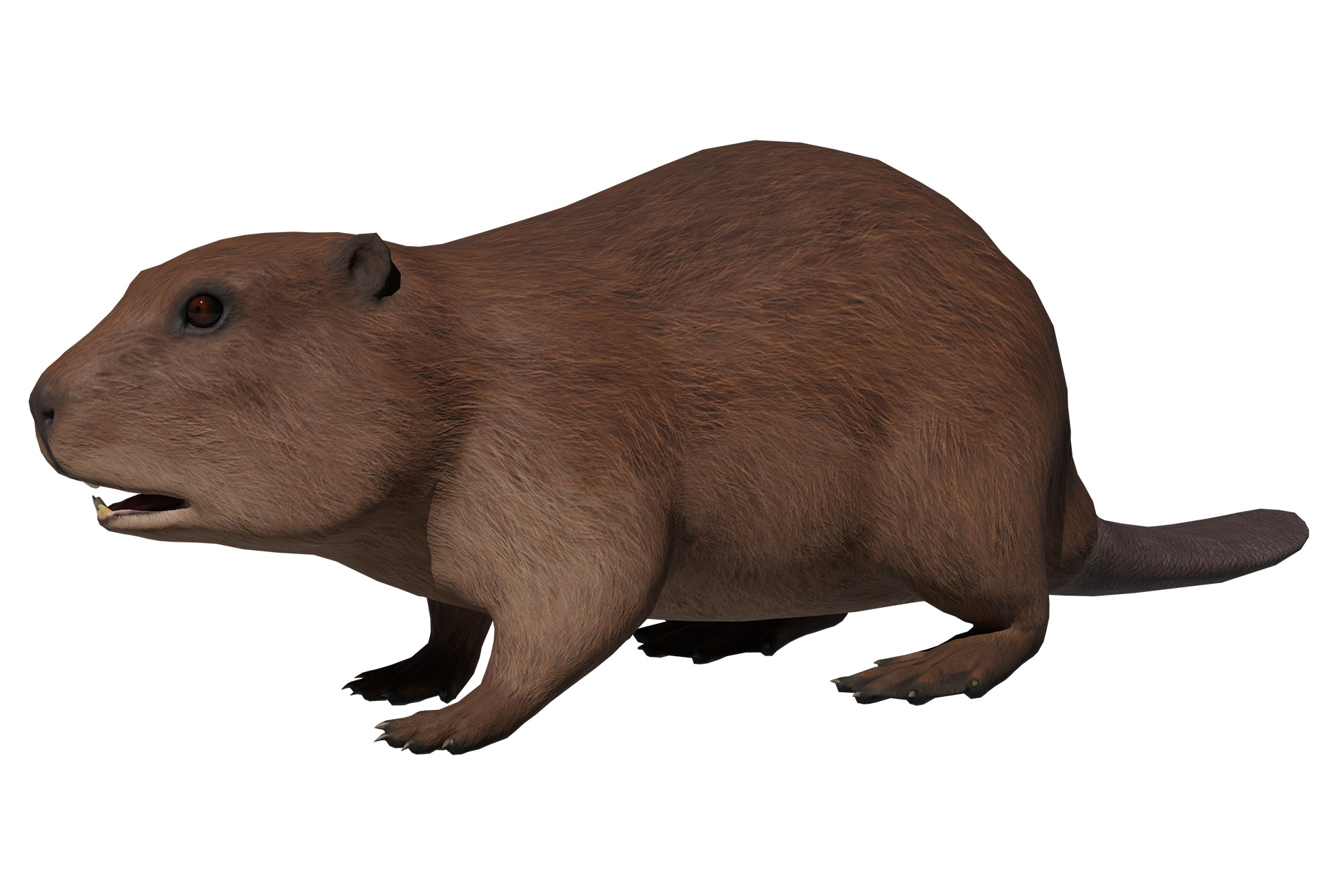 Beavers Unity River Beaver | キャラクター | Unity Asset Store