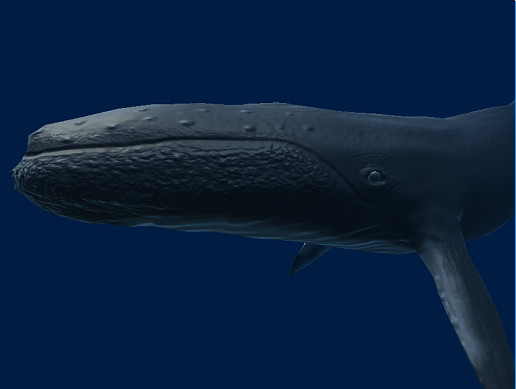Unity Whale Whale Simple 3D Model | Characters | Unity Asset Store