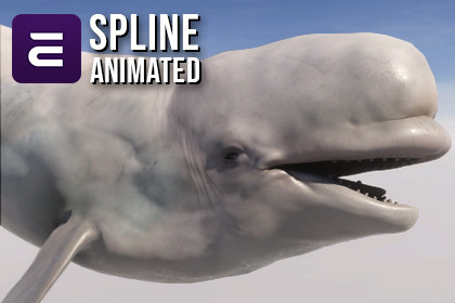 Beluga Whale with Spline System