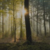 Essential Woodland Atmospheres