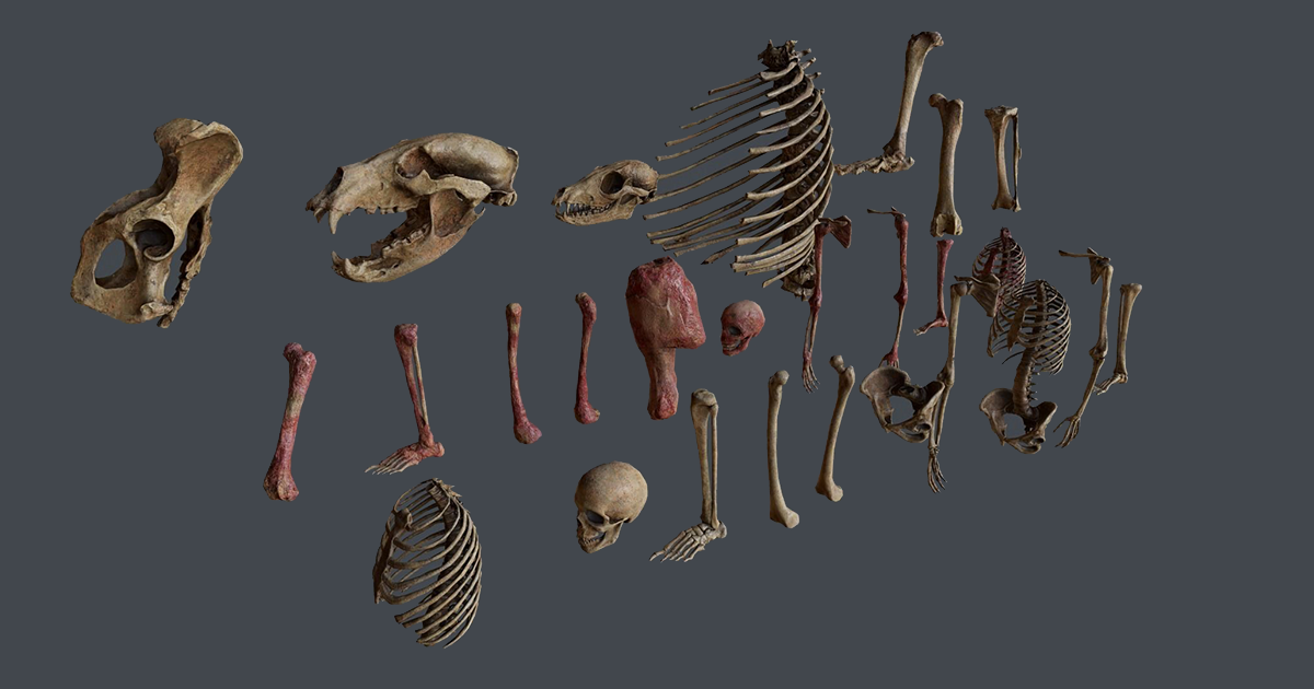 Bones kit | 3D Props | Unity Asset Store