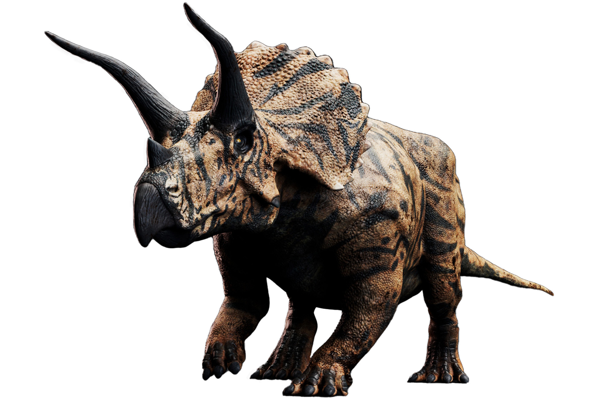 Dinosaur Triceratops Pictures Dinosaur Triceratops Pictures