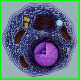 Eukaryotic Animal Cell - Cross Section