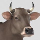 Braunvieh Cow